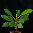 10PCS Euphorbia leuconeura Seeds Potted PlantItem NO.: SH11139C