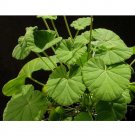 5PCS Pelargonium worcesterae Seeds Rare Potted PlantItem NO.: SH11142C