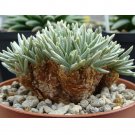 10PCS Avonia Quinaria Seeds Rare Potted PlantItem NO.: SH11143C