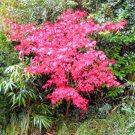 10PCS Acer Palmatum Rare Potted Plant Red Maple Leaf SeedsItem NO.: SH11148C 10PCS Acer Palmatum Rare Potted Plant Red Maple Leaf SeedsItem NO.: SH11148C