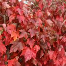 10PCS Acer Rubrum Rare Potted Plant Red Maple Leaf SeedsItem NO.: SH11149C 10PCS Acer Rubrum Rare Potted Plant Red Maple Leaf SeedsItem NO.: SH11149C