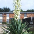 10PCS Yucca Glauca - Soapweed Yucca - fresh seeds - Hardiest Yucca In The World!Item NO.: SH11151C