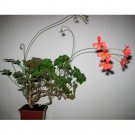 5PCS Pelargonium Tongaense Seeds Rare Potted PlantItem NO.: SH11152C