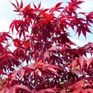 10PCS Acer palmatum 'Atropurpureum' Rare Potted Plant Red Maple Leaf SeedsItem NO.: SH11154C 10PCS Acer palmatum 'Atropurpureum' Rare Potted Plant Red Maple Leaf SeedsItem NO.: SH11154C