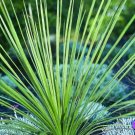 10PCS Yucca Campestris  Quilted Yucca Garden Plants - SeedsItem NO.: SH11157C