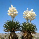 10PCS Yucca Carnerosana Palm Trees Garden Plants - SeedsItem NO.: SH11158C 10PCS Yucca Carnerosana Palm Trees Garden Plants - SeedsItem NO.: SH11158C