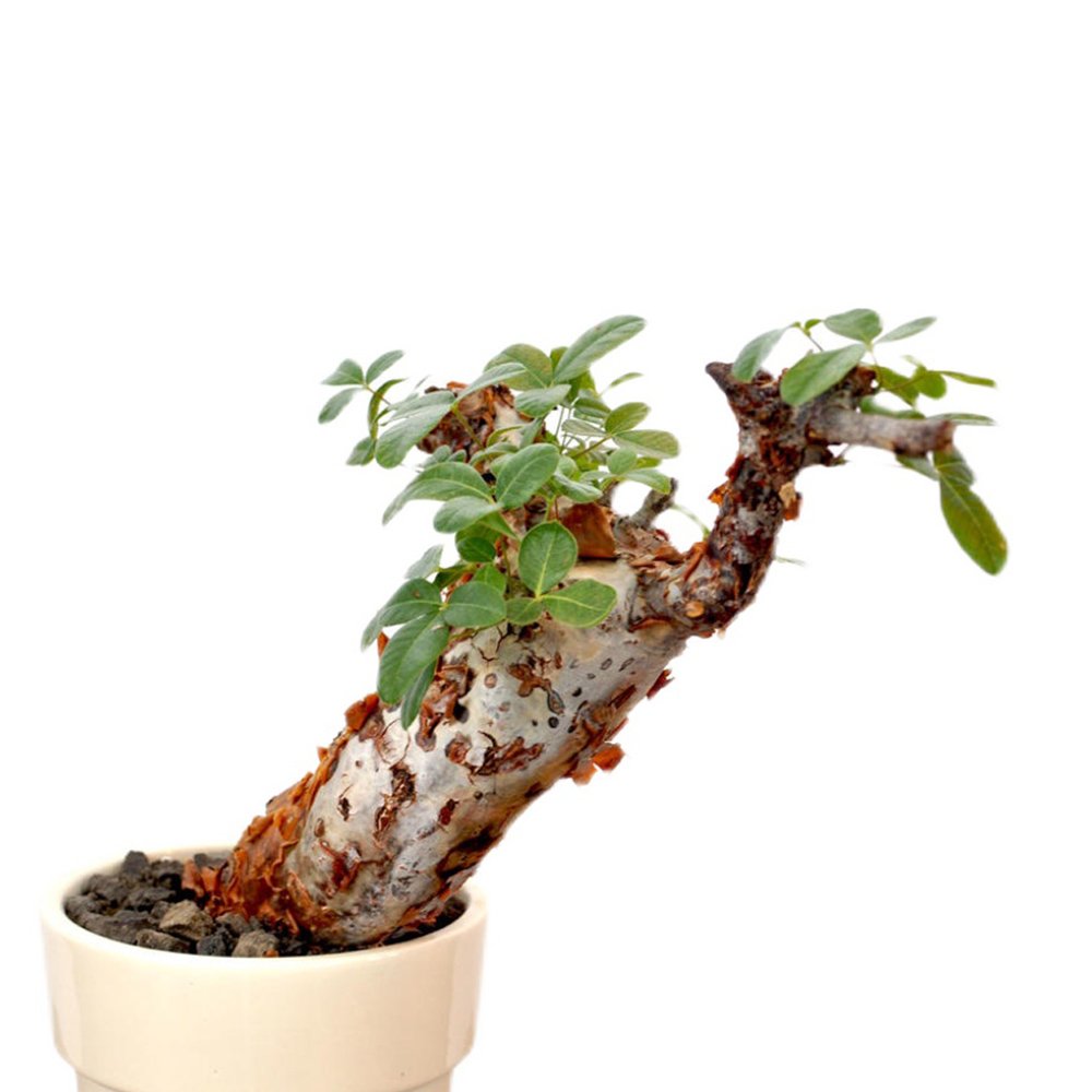 2PCS Commiphora orbicularis Potted plants - Burseraceae Rare Tree SeedsItem NO.: SH11161C