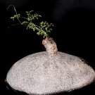 2PCS Cyphostemma elephantopus-Own Roots- Rare, Caudiciform, Fat Caudex, PachycaulItem NO.: SH11164C