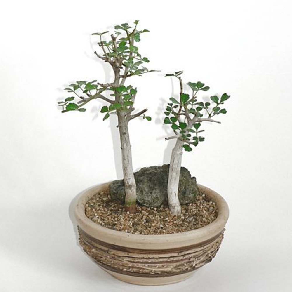 5PCS Commiphora Mollis - Potted Plants Burseraceae SeedsItem NO.: SH11166C