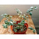 5PCS Pelargonium Parvipetalum Garden Plants - SeedsItem NO.: SH11168C