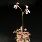 5PCS Pelargonium Quinquelobatum Voi, Kenia Garden Potted Plants - SeedsItem NO.: SH11176C