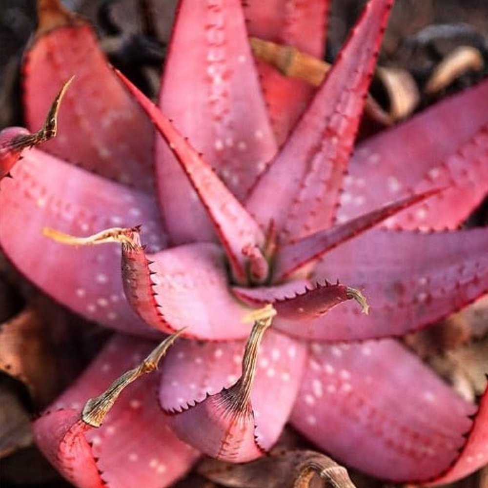 5PCS Aloe Microstigma - Cape Speckled Aloe Small-Spotted Aloe - Rare SeedsItem NO.: SH11182C