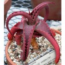 5PCS Rare Seeds of Aloe Vanbalenii Octopus Aloe SeedsItem NO.: SH11186C