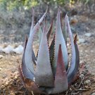 5PCS ALOE kaokoensis Seeds Succulent Plant Garden Plants - Rare SeedsItem NO.: SH11187C 5PCS ALOE kaokoensis Seeds Succulent Plant Garden Plants - Rare SeedsItem NO.: SH11187C