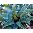 10PCS  Agave Marmorata Garden Plants - Rare Potted Plants SeedsItem NO.: SH11209C