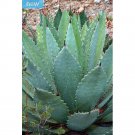 10PCS Agave Maximiliana Agave Garden Plants - SeedsItem NO.: SH11213C