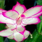 100pcs/bag schlumbergera Flores Christmas Cactus Plant plantas,Multiple Color,See ed Plant for Home 
