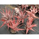 10pcs Aloe chabaudii - Succulent Garden Plants - SeedsItem NO.: SH11219C