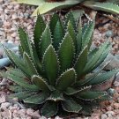 10pcs Aagave horrida v horrida - Succulent Garden Plants - SeedsItem NO.: SH11220C