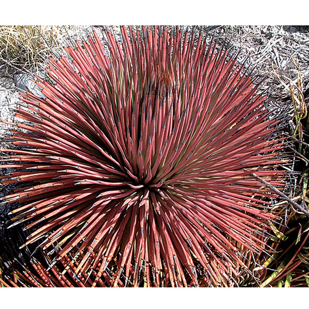 10pcs Agave Stricta Rubra * Red Hedgehog Agave * Perennial Spiny Succulent * 10 SeedsItem NO.: SH112