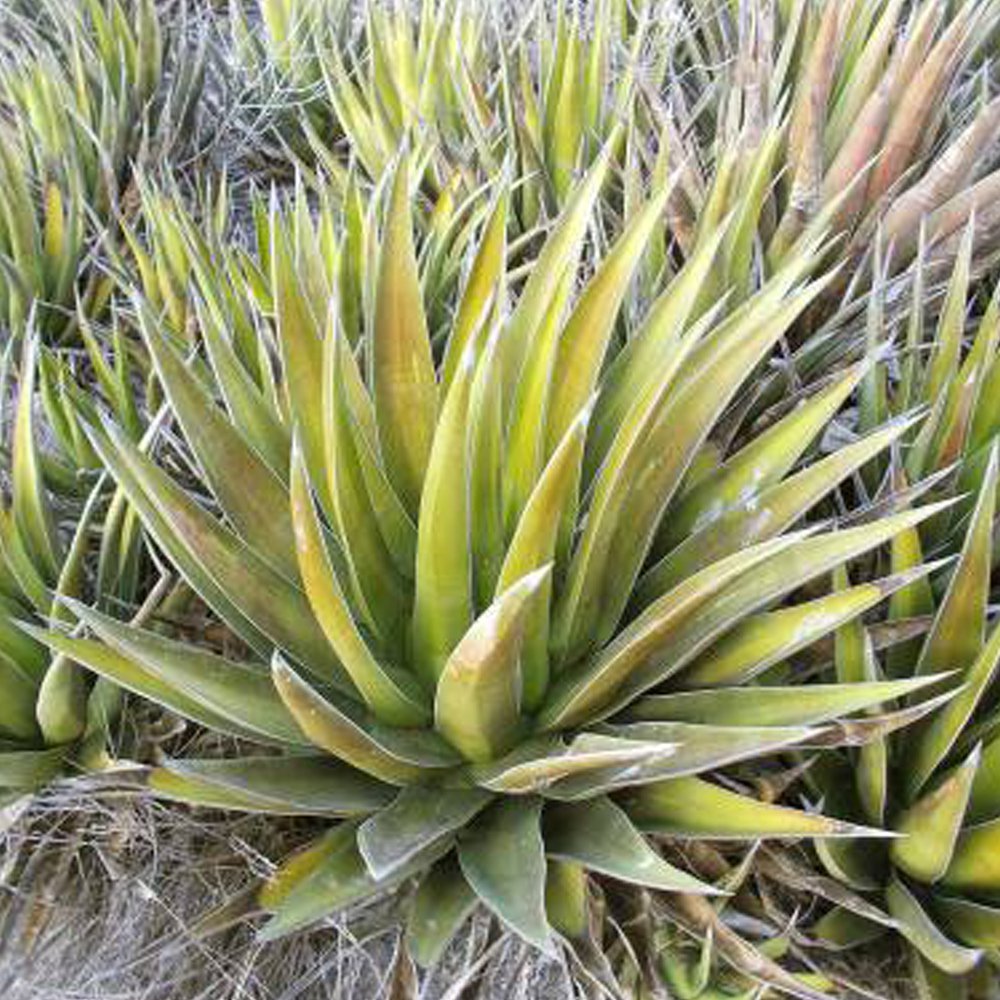 10pcs Agave triangularis 'Subintegra' Seeds Succulents Garden Plants - SeedsItem NO.: SH11236C