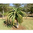 10pcs Aloe thraskii - Succulents Garden Plants Seeds - Century PlantItem NO.: SH11238C