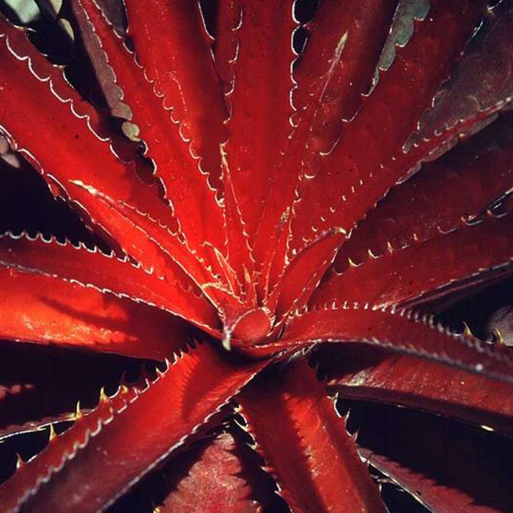 10pcs Agave Kerchovei Huajuapan Red Agave Garden Plants - SeedsItem NO.:  SH11239C