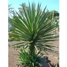 10pcs Agave karwinskii Succulents Garden Plants - SeedsItem NO.: SH11243C