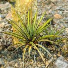 10pcs Agave felgeri Succulents Garden Plants - SeedsItem NO.: SH11247C