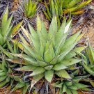 10pcs Agave cerulata subsp. cerulata Succulents Garden Plants - SeedsItem NO.: SH11250C