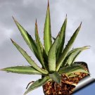 10pcs Agave funkiana Succulents Garden Plants - SeedsItem NO.: SH11255C