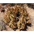 10pcs Aloe lutescens Succulents Garden Plants - SeedsItem NO.: SH11260C