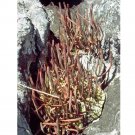 10pcs Aloe isaloensis Succulents Garden Plants - SeedsItem NO.: SH11264C