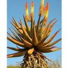 10pcs Aloe candelabrum Succulents Garden Plants - SeedsItem NO.: SH11265C
