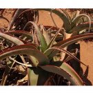 10pcs Aloe gilbertii Succulents Garden Plants - SeedsItem NO.: SH11266C