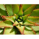 10pcs Aloe lineata Succulents Garden Plants - SeedsItem NO.: SH11269C