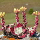 20pcs Dudleya cymosa Succulents Garden Plants - SeedsItem NO.: SH11273C