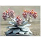 20pcs ECHEVERIA Laui Succulents Garden Plants - SeedsItem NO.: SH11277C