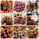 20pcs Multi-variety mixed Succulents Garden Plants - Seeds (Medal + Bird Hani + Butterfly Medal) Con 20pcs Multi-variety mixed Succulents Garden Plants - Seeds (Medal + Bird Hani + Butterfly Medal) Con