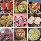 100pcs Lithops karasmonta Succulents Garden Plants - SeedsItem NO.: SH11286C