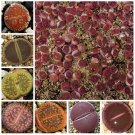 100pcs Lithops aucampiae Succulents Garden Plants - SeedsItem NO.: SH11287C