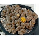 100pcs Lithops bromfieldii C43 Succulents Garden Plants - SeedsItem NO.: SH11288C