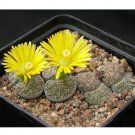 100pcs Lithops lesliei C341  Succulents Garden Plants - SeedsItem NO.: SH11291C