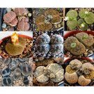 100pcs LITHOPS lesliei mix Succulents Garden Plants - SeedsItem NO.: SH11296C