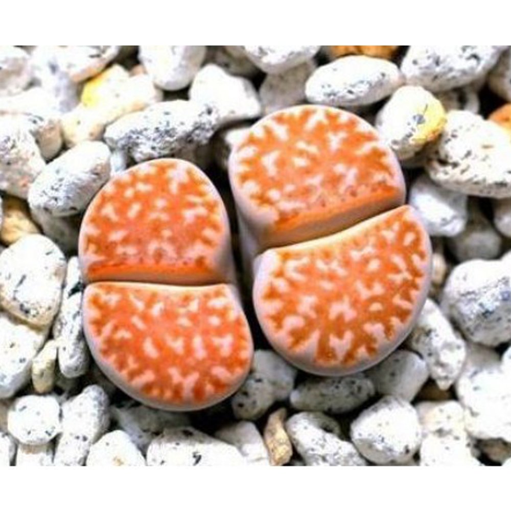 100pcs Lithops julii C218A Succulents Garden Plants - SeedsItem NO.: SH11303C
