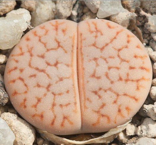 100pcs Lithops pseudotruncatella C357 Garden Plants - SeedsItem NO.: SH11305C