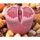 100pcs Lithops salicola Bacchus Succulents Garden Plants - SeedsItem NO.: SH11313C