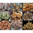 100pcs Lithops Succulents Garden Plants - Mix SeedsItem NO.: SH11317C