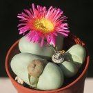 20pcs ARGYRODERMA delaetii Succulents Garden Plants - SeedsItem NO.: SH11321C
