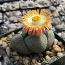 20pcs PLEIOSPILOS nelii Succulents Garden Plants - SeedsItem NO.: SH11322C